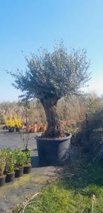 Zeer oude olijfboom, Tuin en Terras, Ophalen, Overige soorten, Volle zon