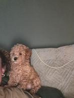 Toypoedel x dwergpoedel, Dieren en Toebehoren, Poedel, 8 tot 15 weken, Teef, Parvo