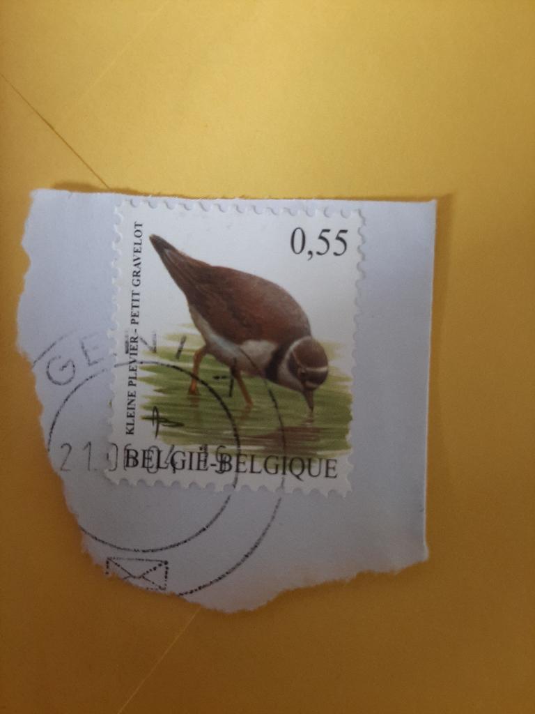 Belgie vogel kleine plevier, Verzenden, Gestempeld