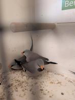 Bleek snavel spits staart amadines, Dieren en Toebehoren, Meerdere dieren