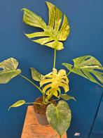 Monstera Mint p17 XXL