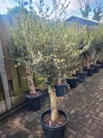 Olijfbomen deal !! Dikke stam €99 euro, Volle zon, Ophalen of Verzenden, 100 tot 250 cm, Olijfboom