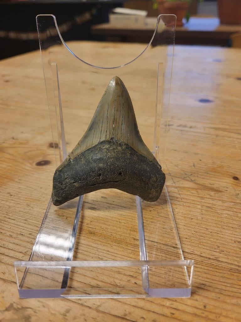 Mooie megalodon tand, Ophalen of Verzenden, Fossiel