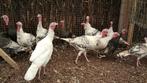 Kalkoenen | Deskundig advies | Prachtige dieren, Dieren en Toebehoren, Meerdere dieren, Kalkoen
