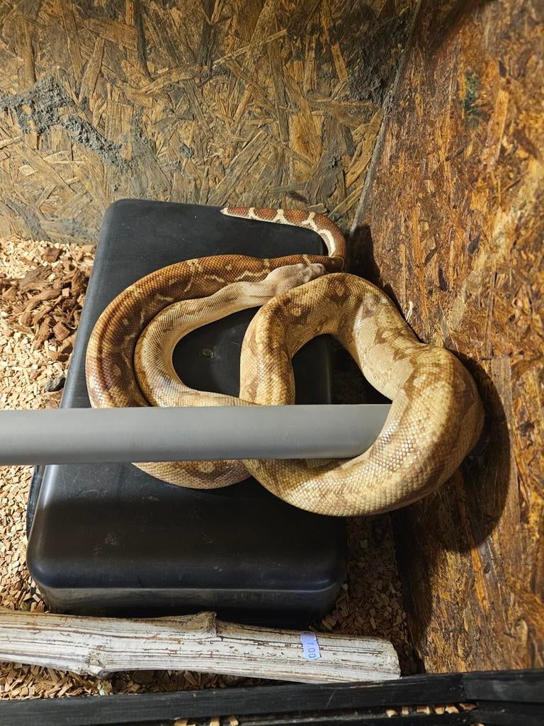 Boa imperator vrouw, Slang, 3 tot 6 jaar