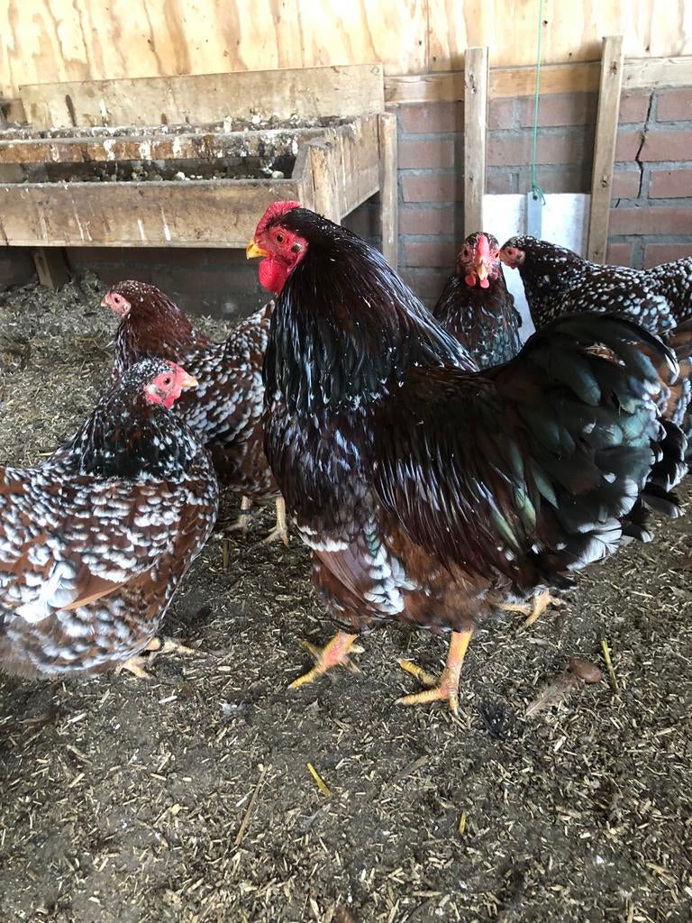 Broedeieren, Dieren en Toebehoren, Pluimvee, Geslacht onbekend, Kip