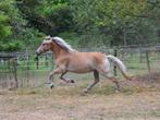 Mooie 4-jarige haflinger merrie, Dieren en Toebehoren, Pony's, Merrie, D pony (1.37m tot 1.48m), 3 tot 6 jaar