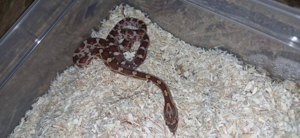 0.1 wildkleur rattenslang Rat Snake - female for sale from Rick
