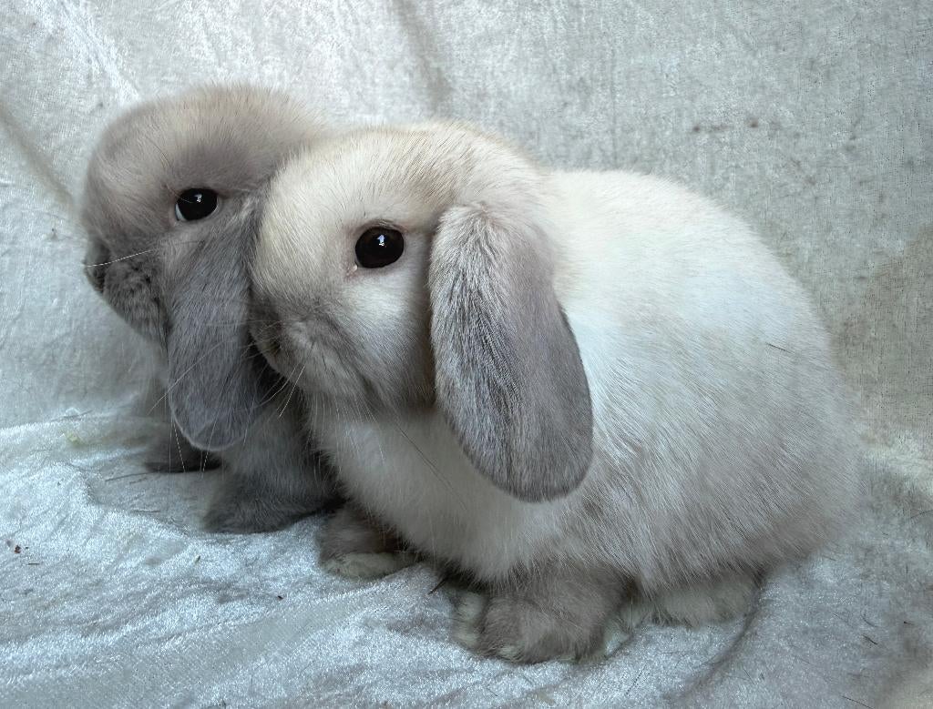Bijzonder mooi mega en lief koppeltje Minilop konijntjes, Dieren en Toebehoren, Konijnen, Mannelijk, Klein, Hangoor, 0 tot 2 jaar