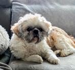 Prachtige en gezonde Shih Tzu dekreu. NIET te koop !!, Dieren en Toebehoren, Honden | Chihuahua's en Gezelschapshonden, Parvo
