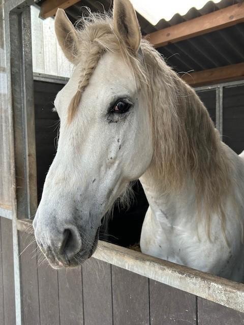 Te koop: PRE.  E-pony – Ruin stokmaat 150 cm, kleur schimmel, Dieren en Toebehoren, Pony's, Ruin, B, E pony (1.48m - 1.57m), Recreatiepony