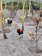 Araucana, Dieren en Toebehoren, Mannelijk, Kip