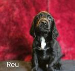 Friese Stabij  Cocker Spaniel puppy’s, Dieren en Toebehoren, Honden | Niet-rashonden, Parvo, Nederland, 8 tot 15 weken, Meerdere