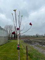 Magnolia Black Tulip (tulpenboom), Halfschaduw, Overige soorten, Lente, 100 tot 250 cm