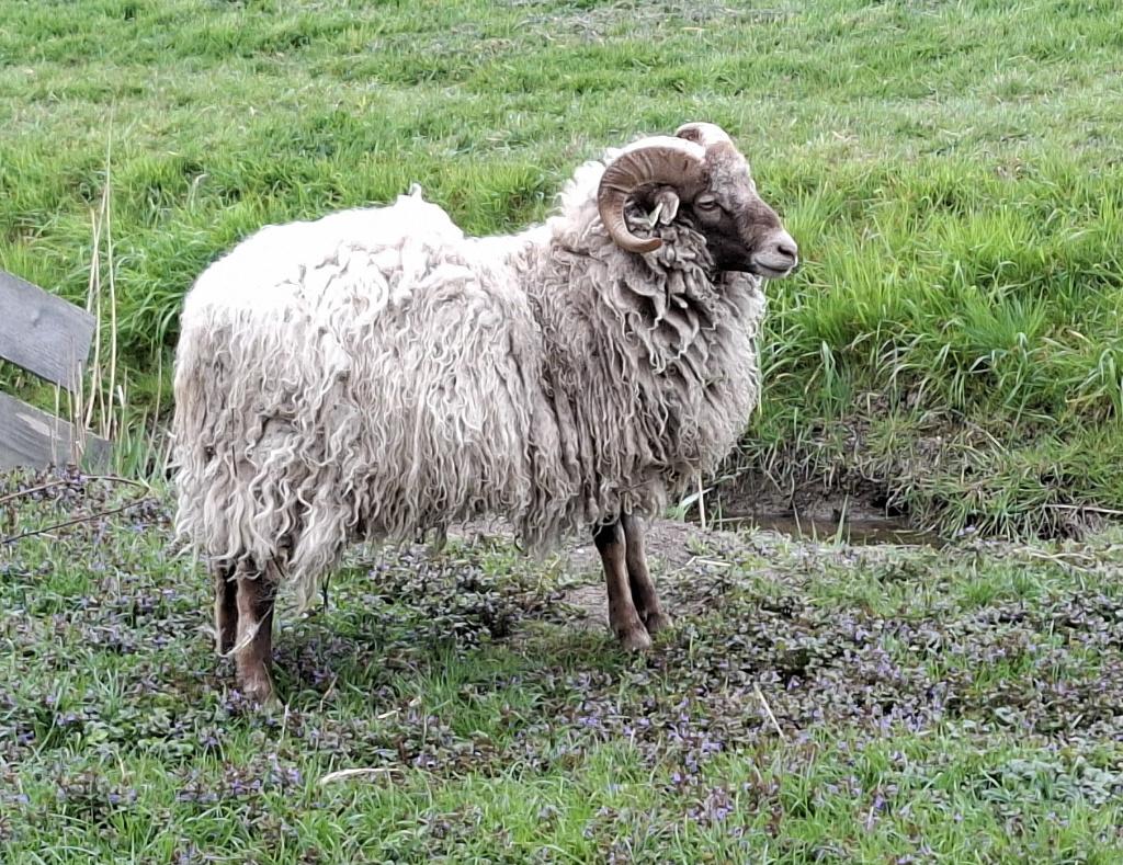 Skudde ram te koop, Mannelijk, Schaap, 0 tot 2 jaar