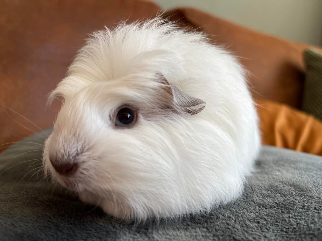 Prachtig lief ch teddy California jong cavia zeugje, Dieren en Toebehoren, Vrouwelijk, Tam, Maart, Cavia