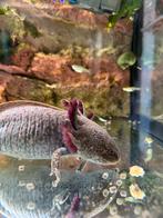 Axolotl koppel, Hagedis, 0 tot 2 jaar