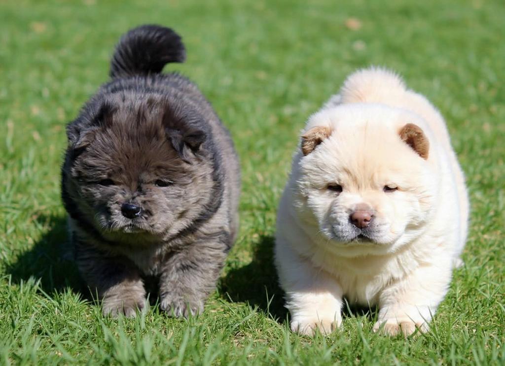 Chow Chow pups, Parvo, Overige rassen, 8 tot 15 weken, Meerdere