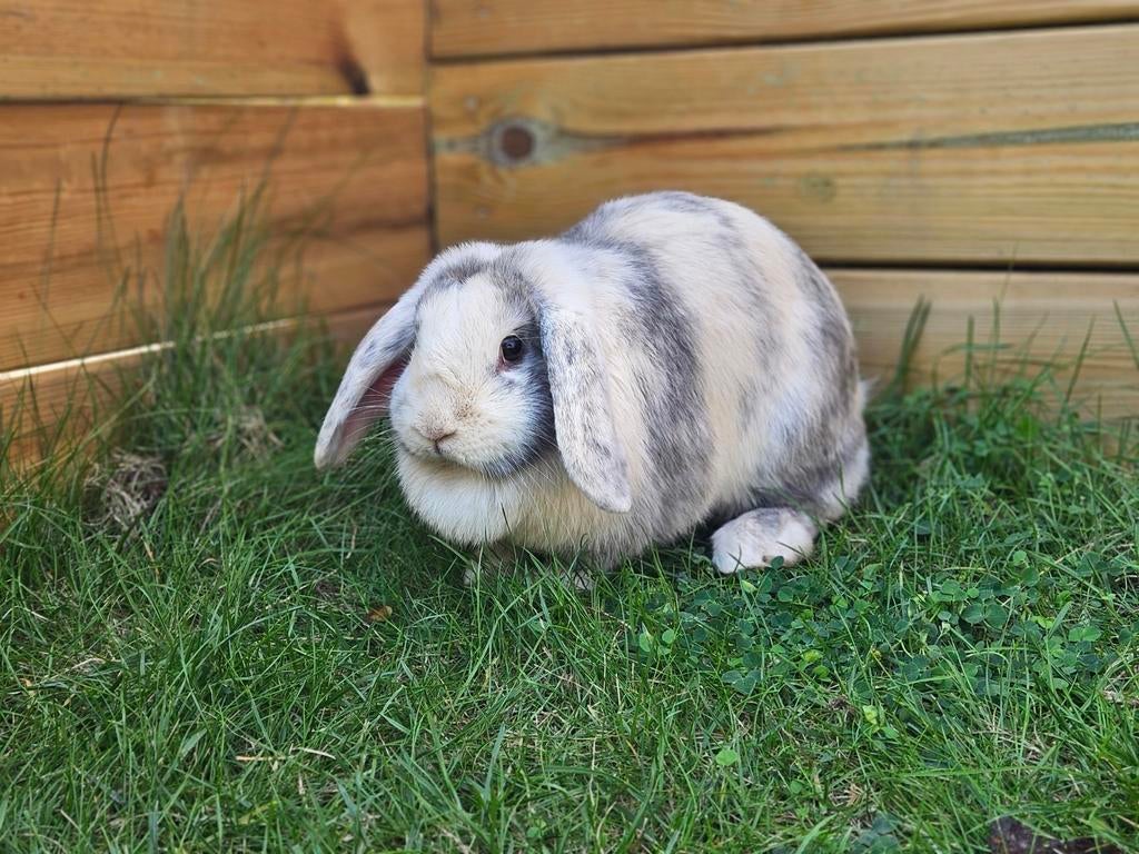 GRATIS 3 konijnen mannetje (gecastreerd) en 2 vrouwtjes!, Dieren en Toebehoren, Konijnen, Meerdere dieren