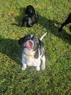 Labradoodle x Greyhound Pup, Parvo, 8 tot 15 weken, Eén hond, Nederland