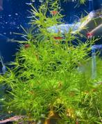 Guppy gras - Najas guadalupensis
Aquarium plant, Ophalen of Verzenden, Plant(en), Steen of Hout
