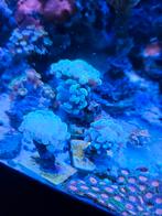 Goud hamer euphylia koraal per kop, Ophalen