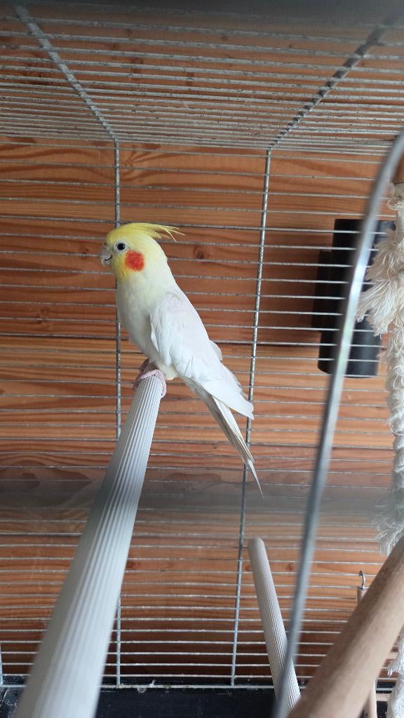 Valkparkiet, mag gratis weg vanwege allergie (incl. kooi), Dieren en Toebehoren, Vogels | Parkieten en Papegaaien, Parkiet, Geslacht onbekend