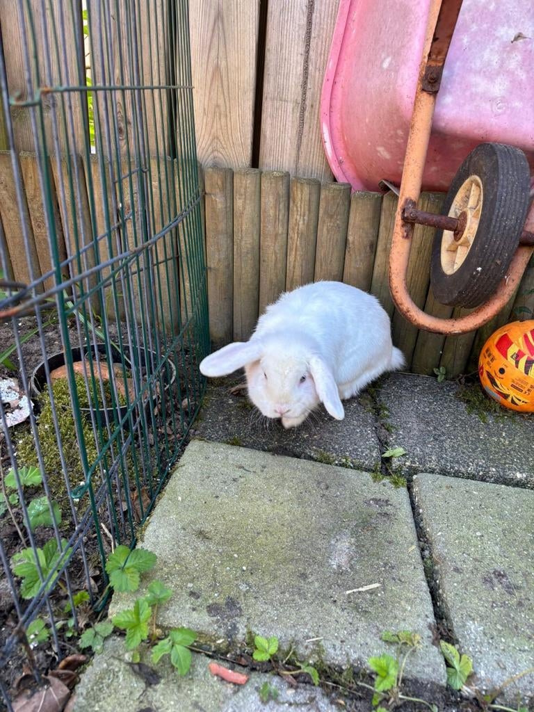 Witte Nederlandse hangoor, vrouwelijk, Vrouwelijk, Dwerg, Hangoor, 0 tot 2 jaar
