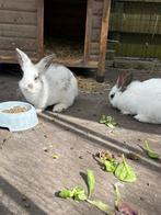Nog 1 Lief baby konijntje (ram), Dieren en Toebehoren, Konijnen, Mannelijk, Dwerg