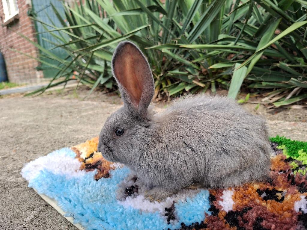 Duitse reus, Dieren en Toebehoren, Konijnen, Mannelijk, Groot, 0 tot 2 jaar