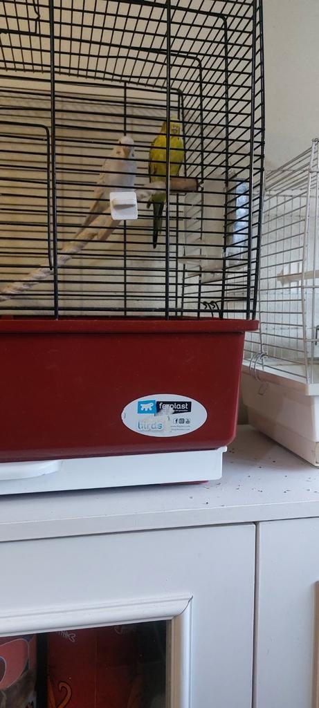 2 grasparkieten, Dieren en Toebehoren, Vogels | Kanaries, Meerdere dieren, Zangkanarie