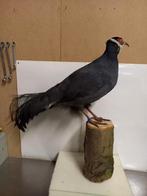 Opgezette Swinhoefazant, Ophalen, Nieuw, Vogel, Opgezet dier