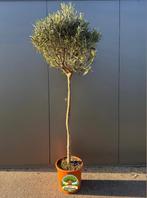 Olijfboom mediterrane pracht voor jouw tuin., Ophalen, Vaste plant, Overige soorten, Volle zon