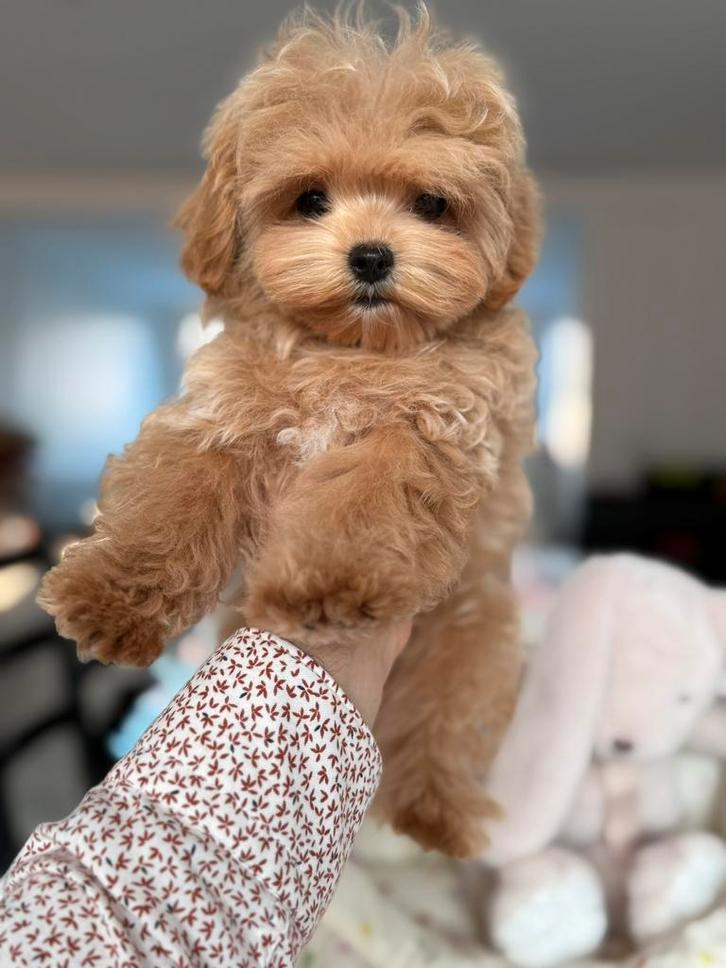 Exclusieve Maltipoo, 1.5 kilo pup (Maltezer/Asian Toy Poedel, Dieren en Toebehoren, Honden | Chihuahua's en Gezelschapshonden