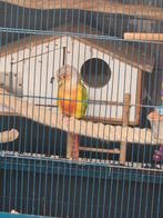 Pyrrhura man Pineapple, Mannelijk, Parkiet