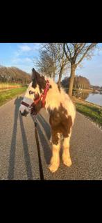 Super lieve Tinker merrieveulen van 10 maanden oud!, Dieren en Toebehoren, Pony's, Merrie, 0 tot 2 jaar