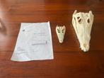 2 Nijlkrokodilen schedel, Ophalen of Verzenden, Zo goed als nieuw, Schedel