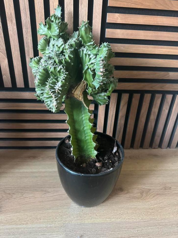 Cactus, Huis en Inrichting, Kamerplanten, Cactus, Minder dan 100 cm, Volle zon, Ophalen