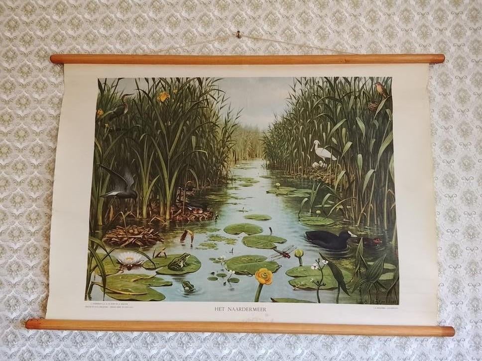 Vintage Koekoek schoolplaat 'Het Naardermeer', Antiek en Kunst, Antiek | Schoolplaten, Ophalen of Verzenden, Natuur en Biologie