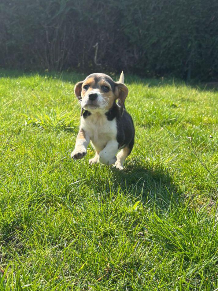 Nestje beagle pups, Dieren en Toebehoren, Honden | Beagles, Bassets en Lopende honden, Parvo, Beagle, 8 tot 15 weken, Meerdere