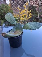 Vijgcactus schijfcactus opuntia ficus indica, Ophalen of Verzenden, Overige soorten, Volle zon