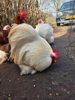 Drie cochin kriel hennen en een haan, Dieren en Toebehoren, Pluimvee, Meerdere dieren, Kip