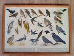Schoolplaat vogels bij ons huis 1, Antiek en Kunst, Ophalen, Natuur en Biologie