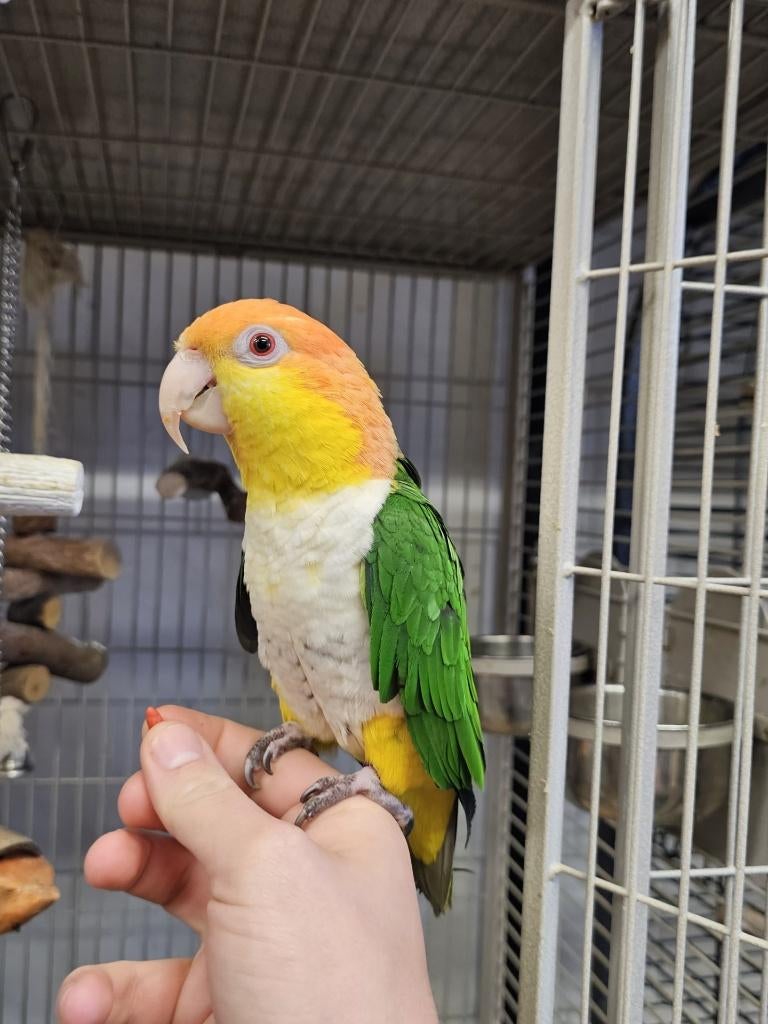 Roestkop Caique | Handtam | Man, Dieren en Toebehoren, Vogels | Parkieten en Papegaaien, Mannelijk, Papegaai, Geringd