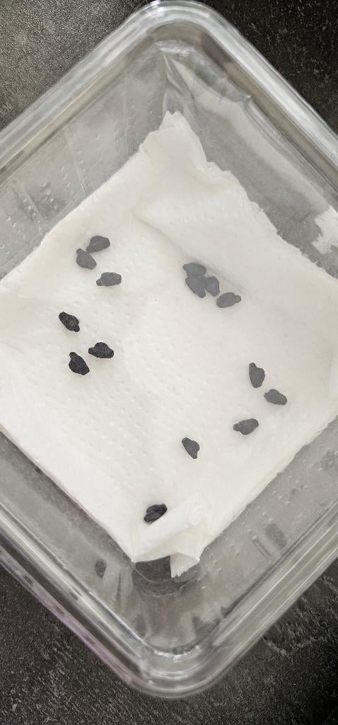 Eitjes wandelend blad PSG 72 Phyllium giganteum, Dieren en Toebehoren, Insecten en Spinnen, Wandelende tak