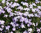 Phlox subulata 'Emerald Cushion Blue' / Kruipphlox P9 pot, Ophalen of Verzenden, Vaste plant, Bodembedekkers, Halfschaduw