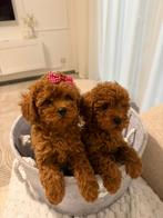 Toy poodle / toy poedel, Particulier, Overige rassen, 8 tot 15 weken, Buitenland