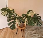 Monstera Thai Constellation, Ophalen, Halfschaduw, Minder dan 100 cm