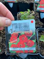 Geum plantjes (P9) - Geel en Rood, Ophalen, Vaste plant, Overige soorten