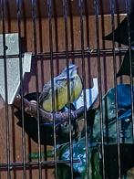 Mozambiquesijsjes, Dieren en Toebehoren, Meerdere dieren, Tropenvogel, Geringd